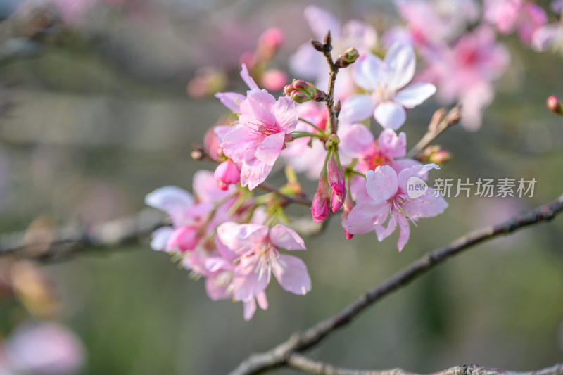 樱花特写拍摄