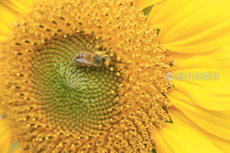 向日葵花 蜜峰采蜜向日葵