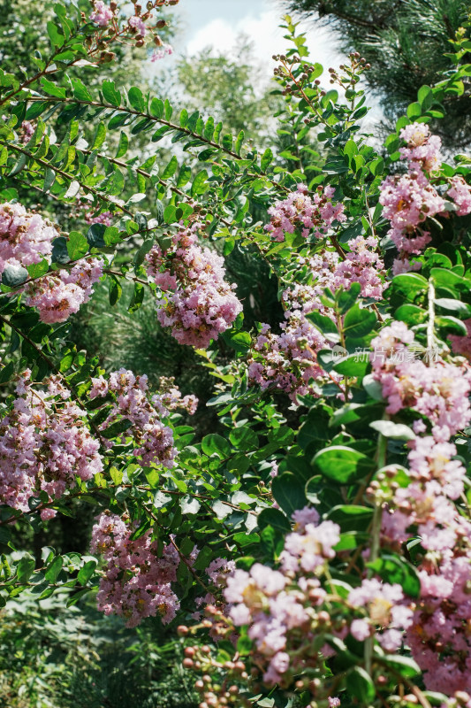 北京国家植物园紫薇花