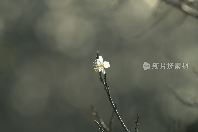 冬天小寒节气梅花盛开