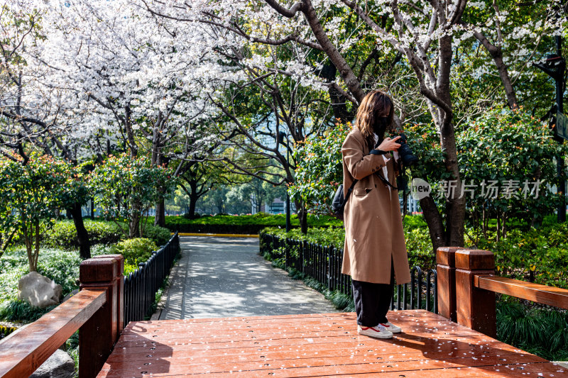 上海樱花季春天景观