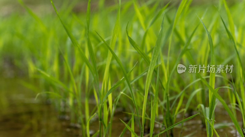 农场 水稻 种植 秧苗 培育秧苗