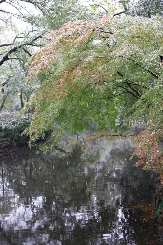 西湖花港观鱼由绿变红的枫树
