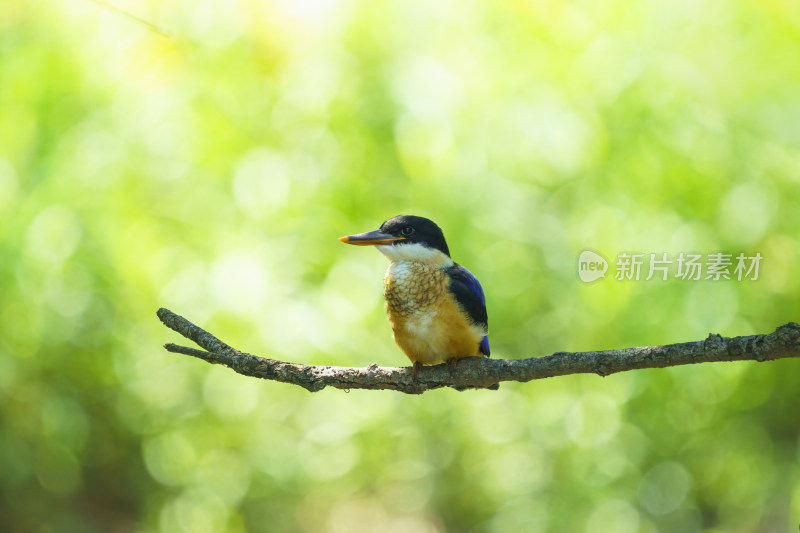 树枝上的蓝翡翠翠鸟幼鸟