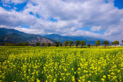 油菜花田与山