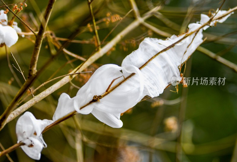 重庆酉阳：冻雨.冰花.鸟