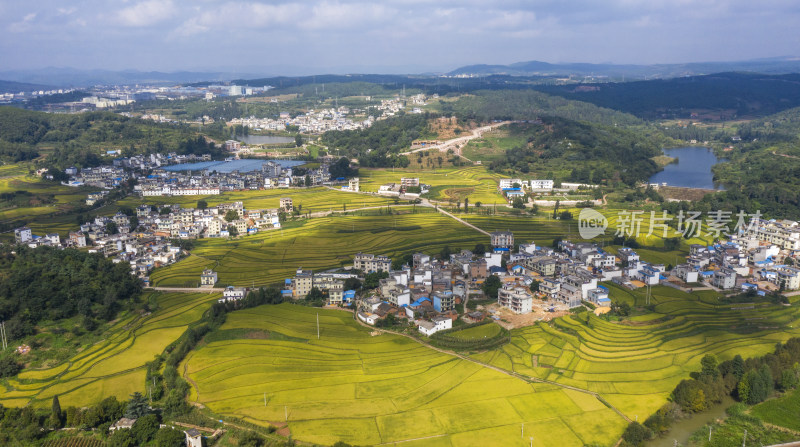 稻谷飘香的田野