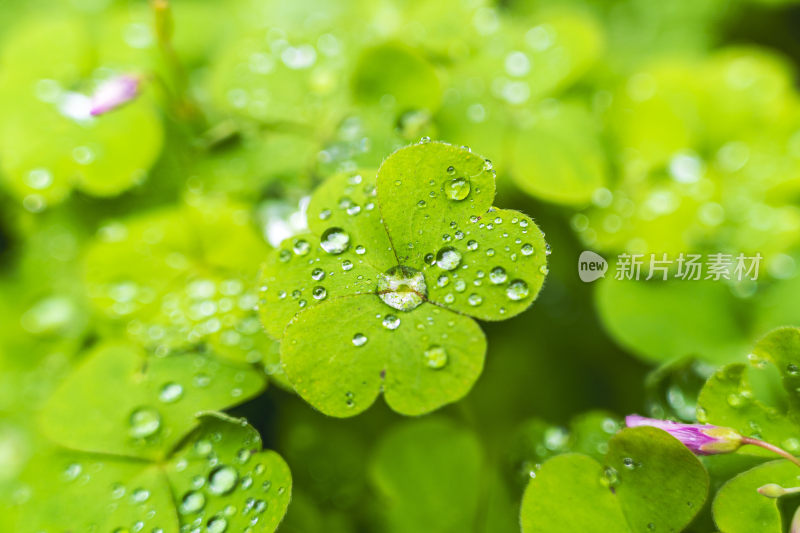 清晨的露水打在三叶草上面，水珠晶莹剔透