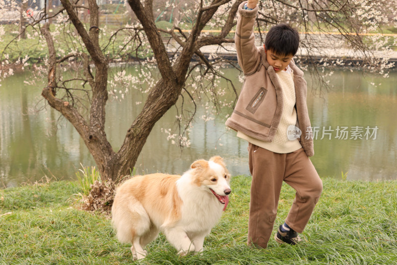 小男孩和宠物边境牧羊犬在草地上玩飞盘