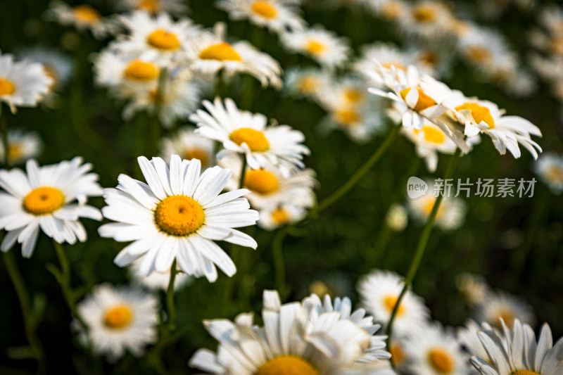 小雏菊花海特写