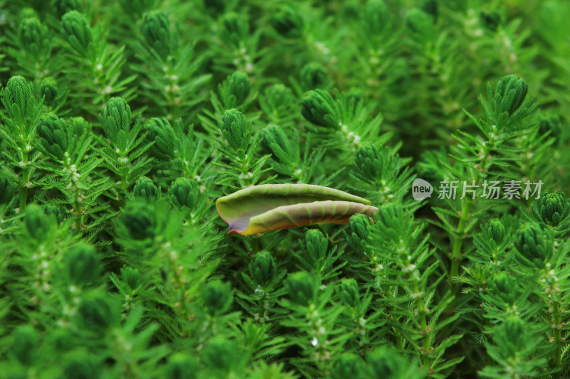 狐尾藻水草水生植物绿色背景