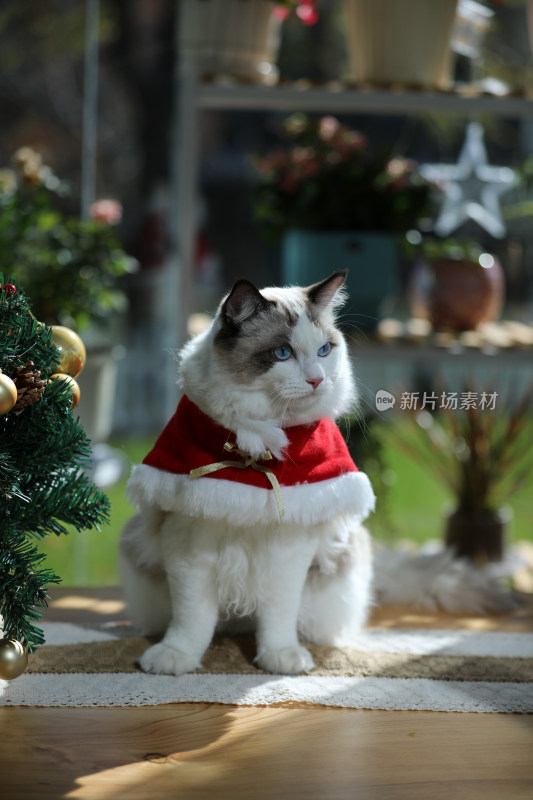 圣诞节扮演圣诞老人的布偶猫坐在桌子上
