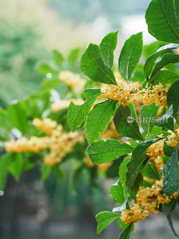 下雨天桂花树枝头挂满水珠