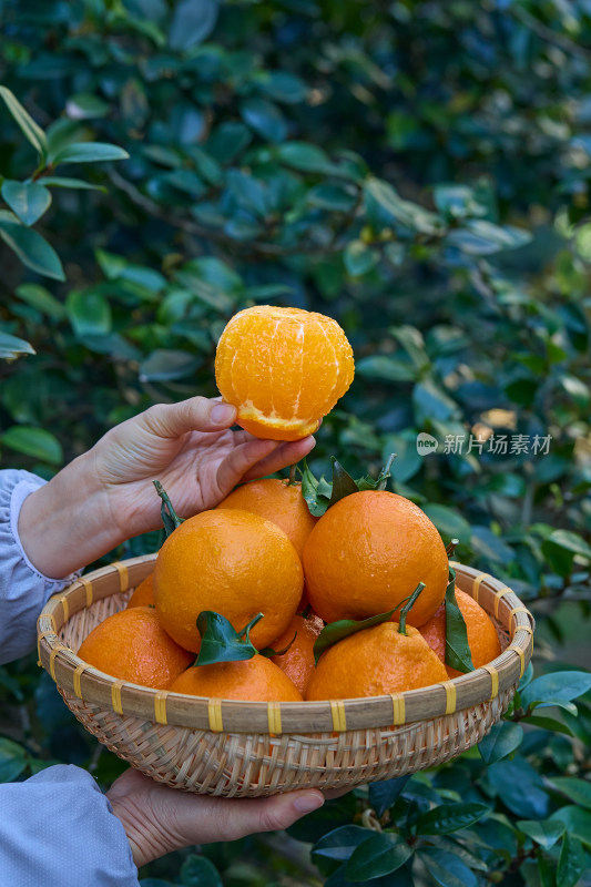 红美人   爱媛果冻橙 果冻橙 柑橘 橙子