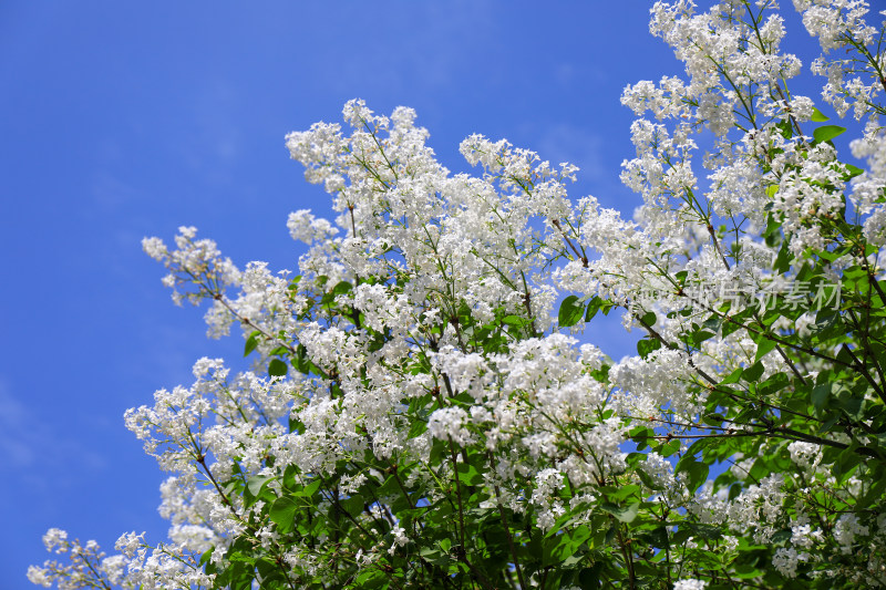 丁香花花卉