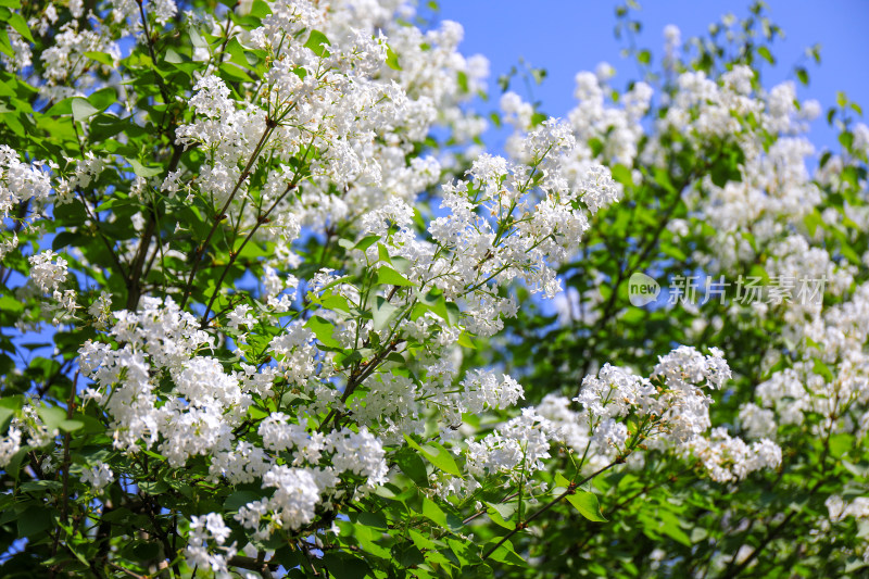 春天四月丁香花花卉开放治愈清新