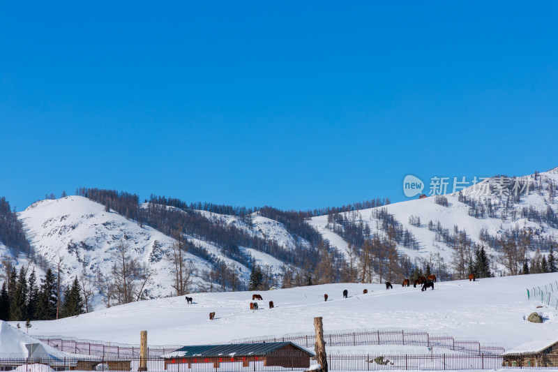 新疆喀纳斯雪景晨雾雪山森林雾凇