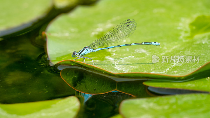 阳光下的蜻蜓在水面睡莲叶子之上