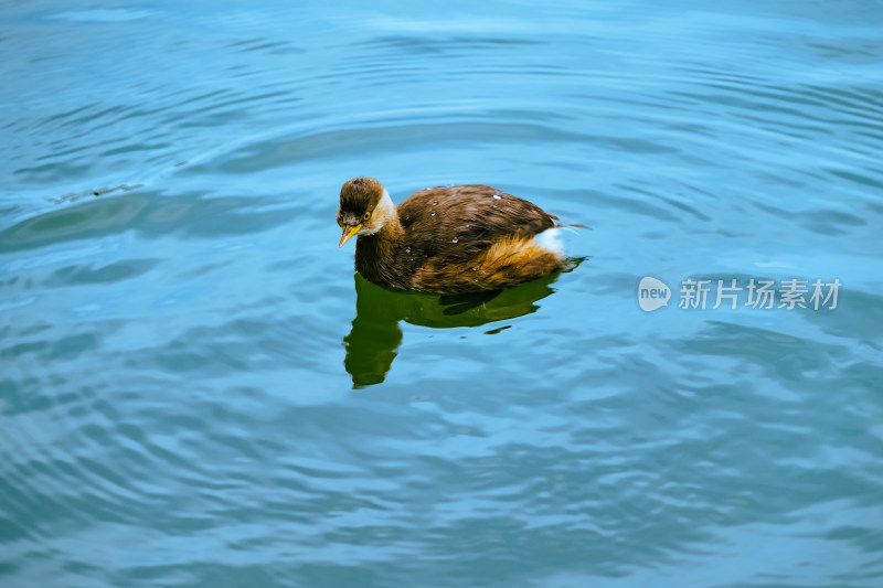 杭州西湖中的水鸭子特写