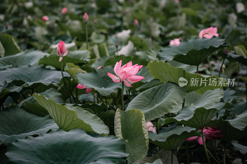 雨后荷花