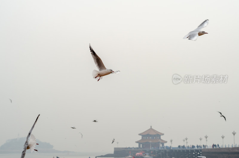 青岛栈桥海边，成群的海鸥在飞翔