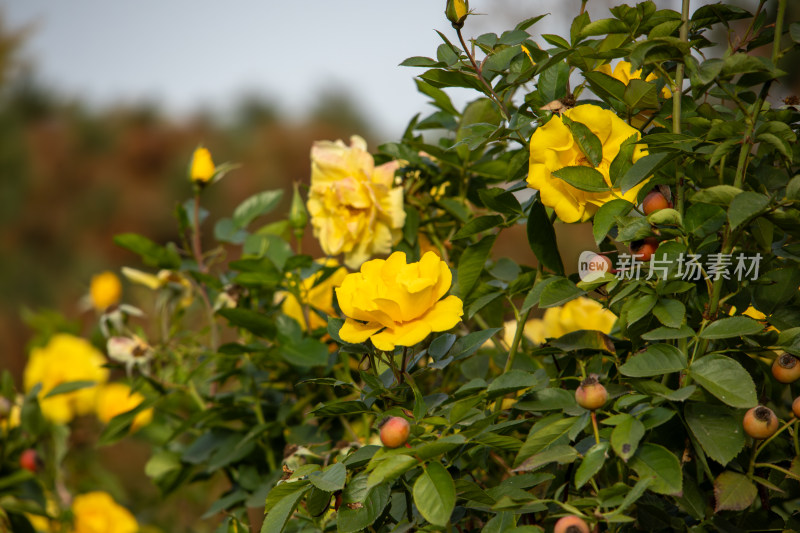 盛开的黄色月季花花丛