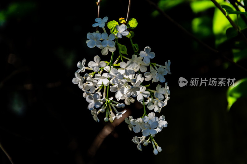北京北海公园静憩轩盛开的丁香花-DSC_8801