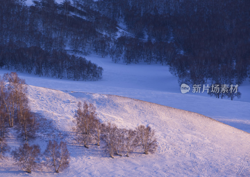 冬日坝上雪景白桦树风景水墨画