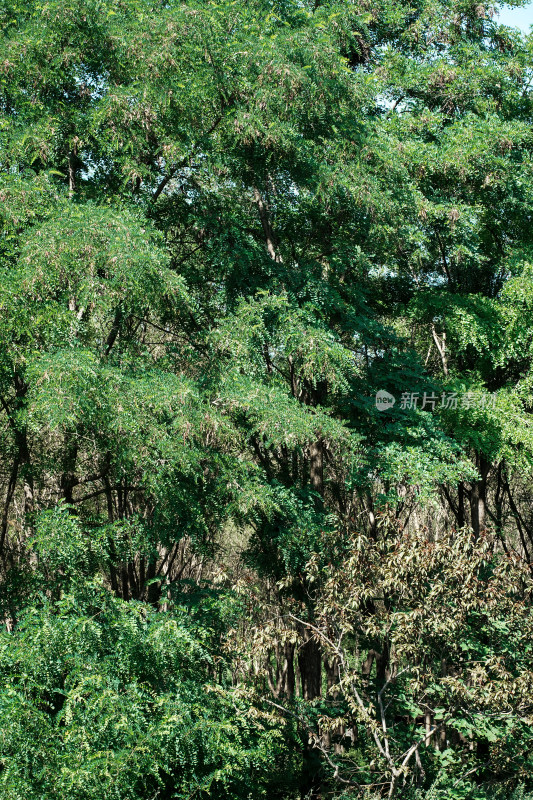 北京南苑森林湿地公园风景