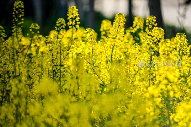 油菜花盛开