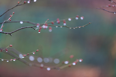 雨中的唯美梅花 带水滴水珠的梅花盛开