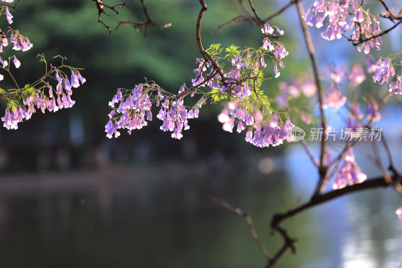 蓝花楹盛开