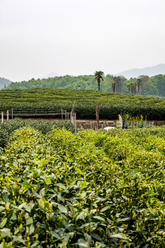 雨中的西湖龙井茶园自然风光