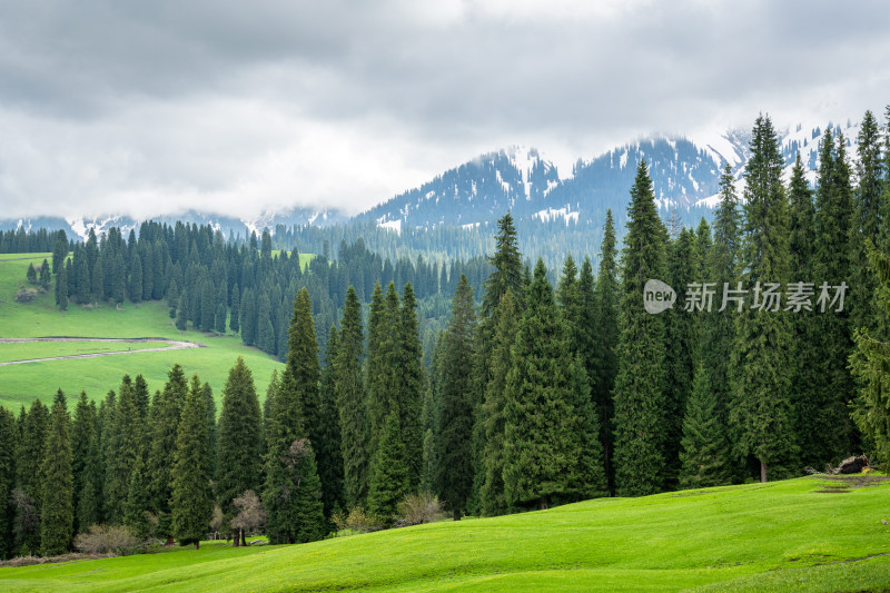 新疆库尔德宁风景区自然风光 草原森林雪山