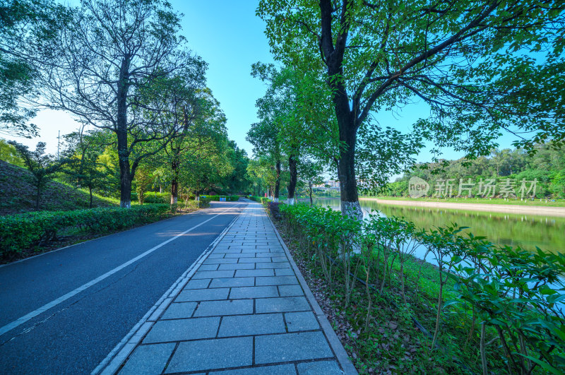 广州番禺金山湖文化公园滨湖林荫公路景观