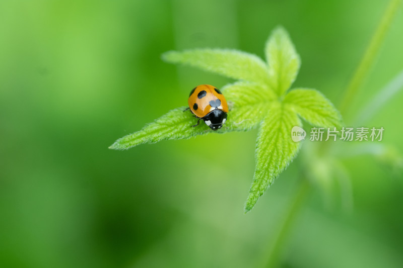 瓢虫停留绿叶上的微距特写画面