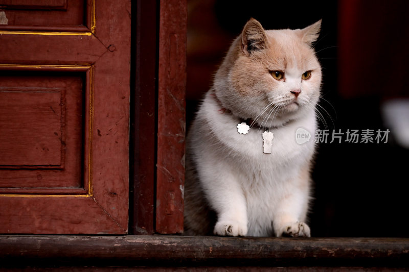 财神庙招财猫