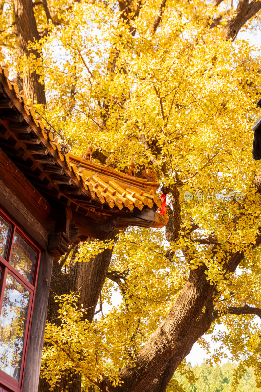 山东济南淌豆寺秋天黄色千年银杏树叶美景