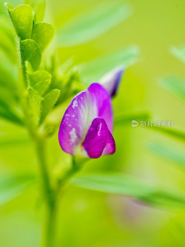 救荒野豌豆开花花朵微距特写