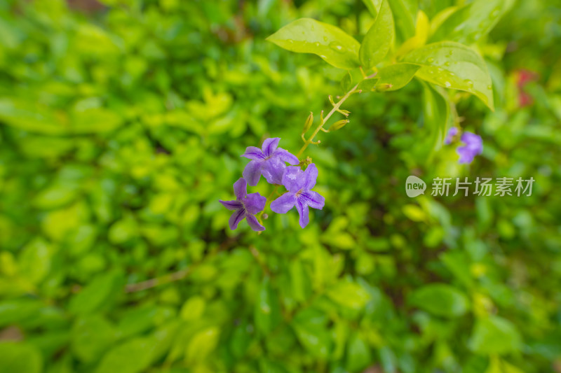 紫色开花植物假连翘