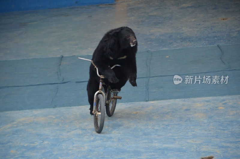 广东东莞：香市动物园黑熊