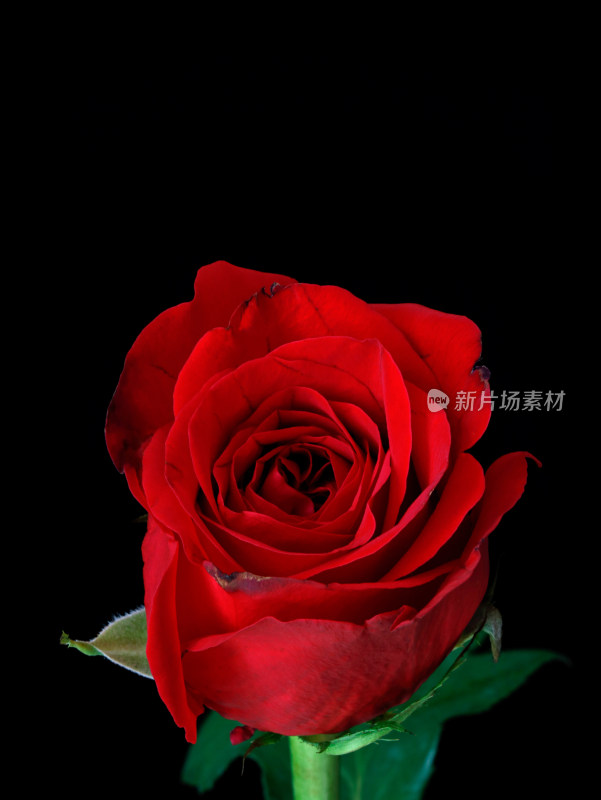 一朵红色玫瑰花的特写