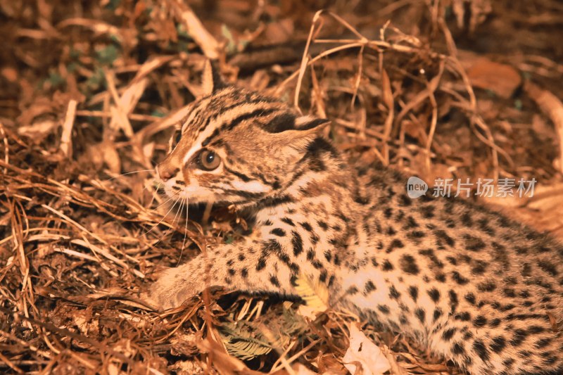 豹猫猫科动物猫