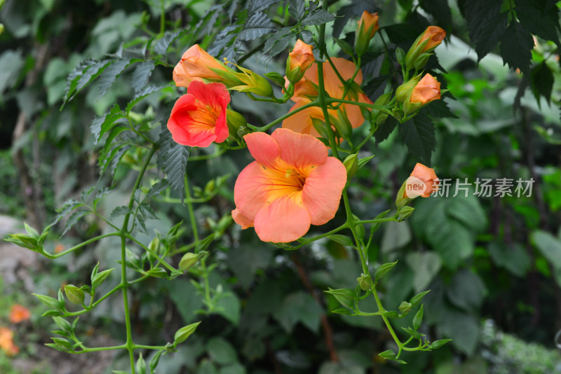 凌霄花花朵花卉盛开绽放