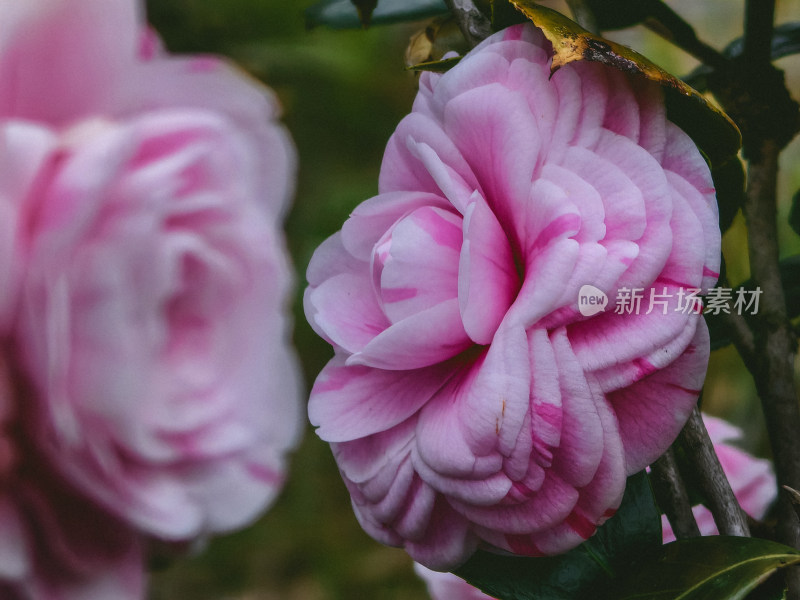 特写粉色山茶花