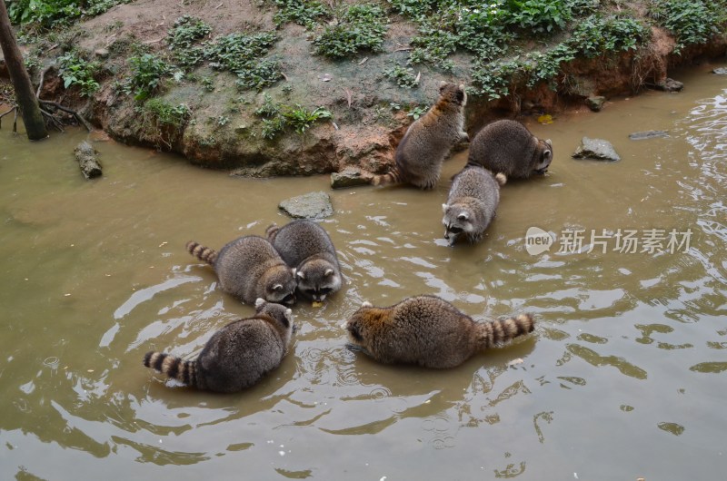 广东东莞：香市动物园小浣熊