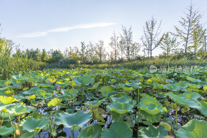 武汉东湖风景区景点风光