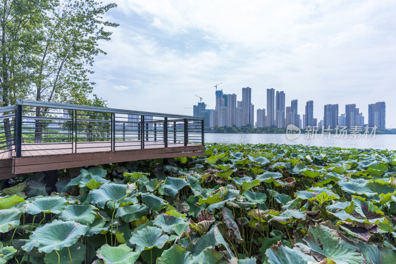 武汉江夏区汤逊湖壹号湿地公园风景