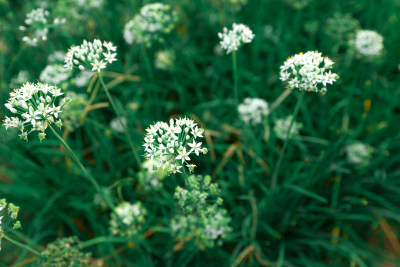 农村地里的韭菜韭菜花