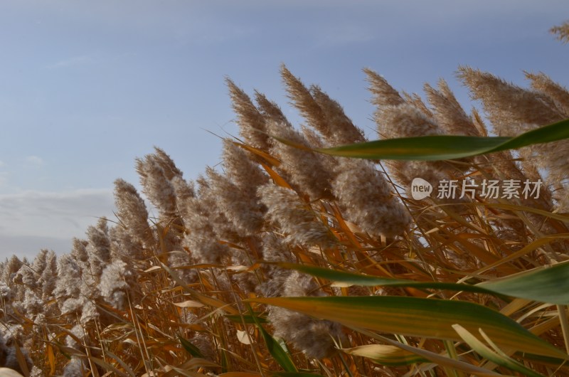 居延海的芦苇荡